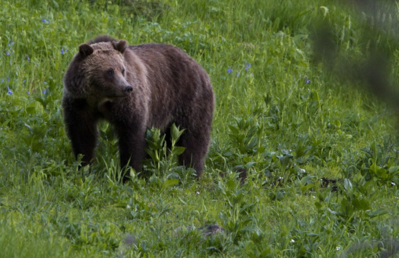 HZS: V Malej Fatre v blízkosti Valčianskej Javoriny mal medveď napadnúť 38-ročného muža