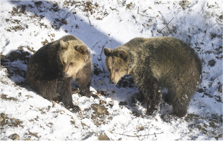 Na lesníka nad obcou Horný Harmanec zaútočil medveď, postrelené zviera nenašli