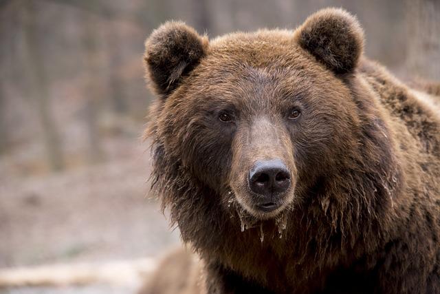 Medveď prišiel na dvor domu v Kľačne, polícia vyzýva na opatrnosť