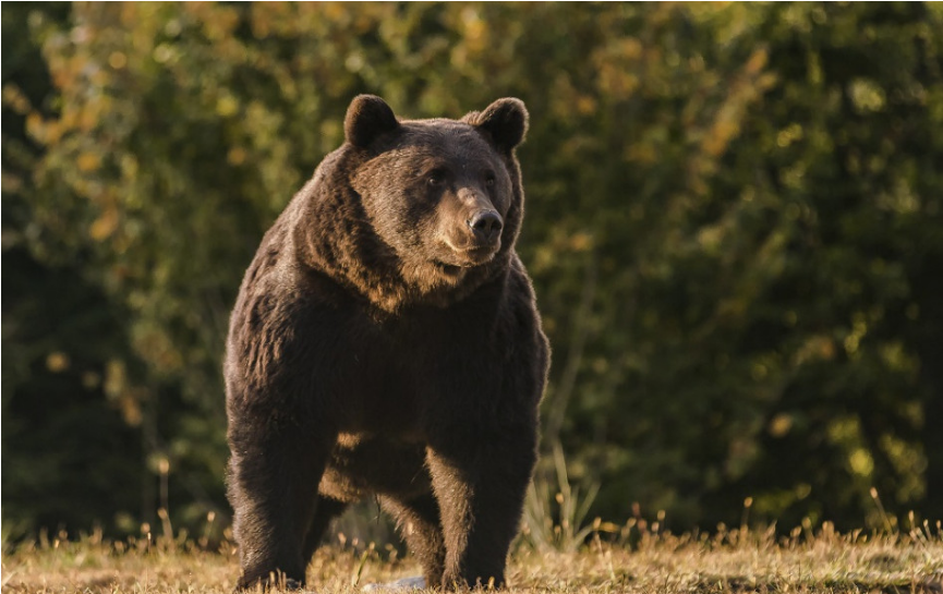 Medveď pravdepodobne prvýkrát na Slovensku zabil človeka