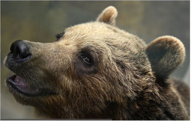 V uliciach Liptovského Mikuláša behal medveď, hlásia dvoch zranených