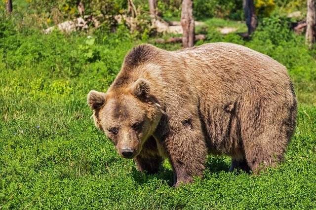 Usmrtili medvedicu z okolia Starého Smokovca, ktorá stratila prirodzenú plachosť, jej dve mláďatá umiestnia do zoo. 
