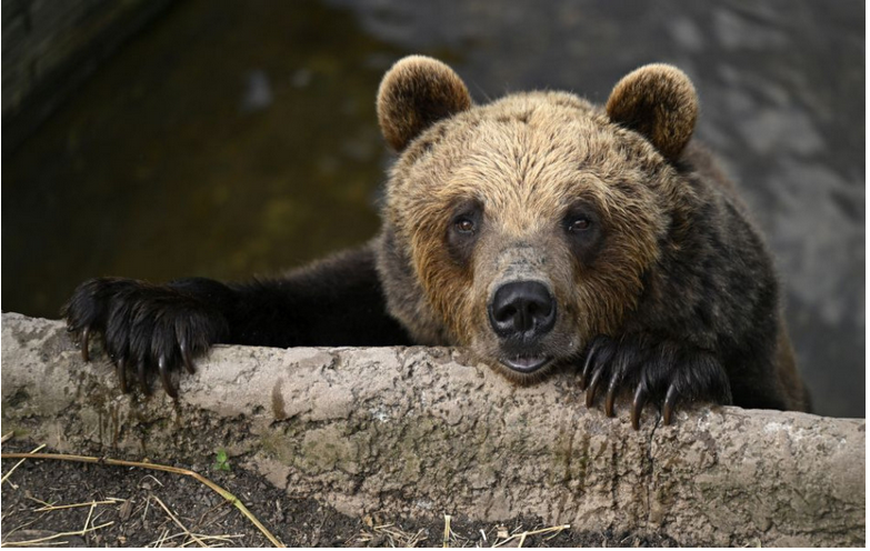 ŠOP: Medveďovi počas zimného spánku bije srdce pomalšie
