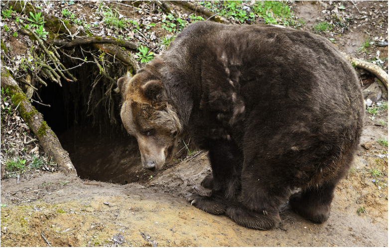 ŠOP: Zimný spánok medveďa závisí od klimatických podmienok