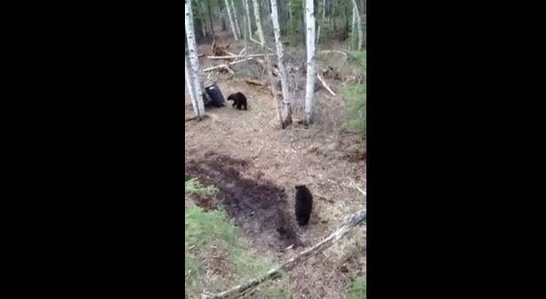Video: Keď sa ocitnete tvárou v tvár medveďovi