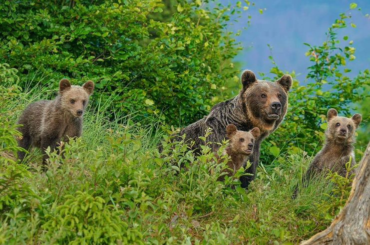 Zásahový tím potvrdil najmenej štyri medvede v Ružomberku