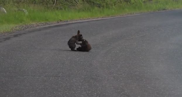 Video: Dva malé medvedíky sa hráju na ceste v Yosemitskom národnom parku
