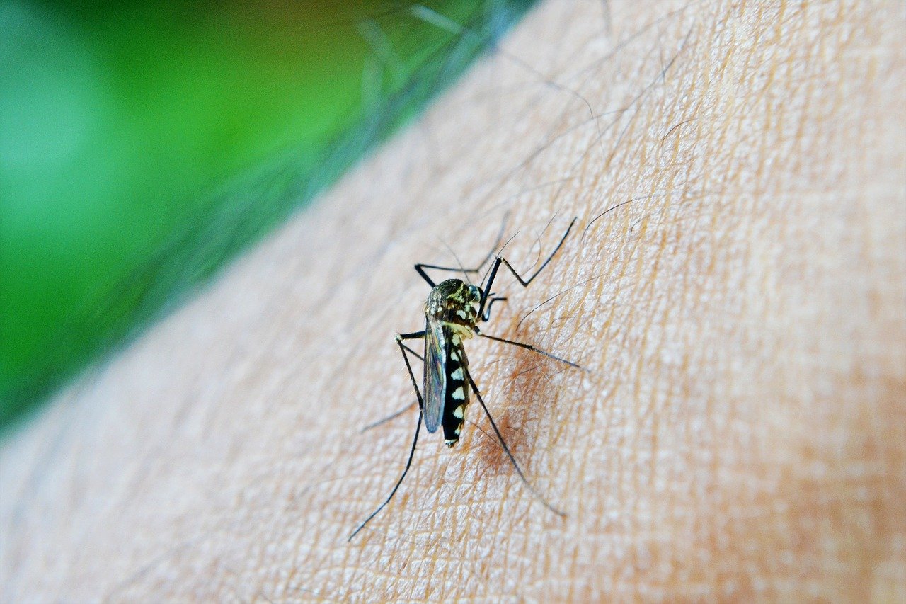 Jedna z krvných skupín chutí komárom viac. Na vznik alergickej reakcie stačí 6 sekúnd nepozornosti