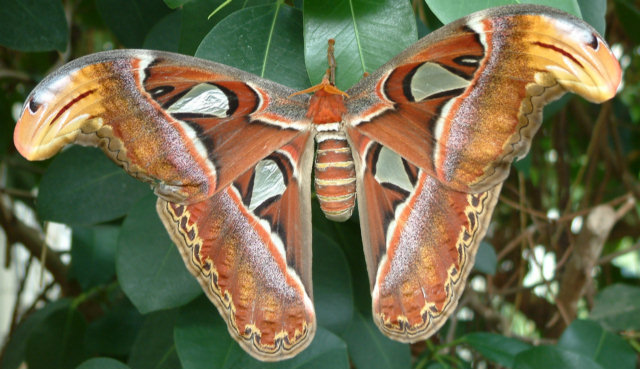 Video: Obrovský motýľ Attacus atlas, ktorý predstiera, že je had.