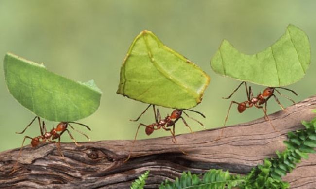 Mravce dokážu spolupracovať pri prieskume terénu aj v beztiažovom stave, hoci ich efektivita je slabšia. 