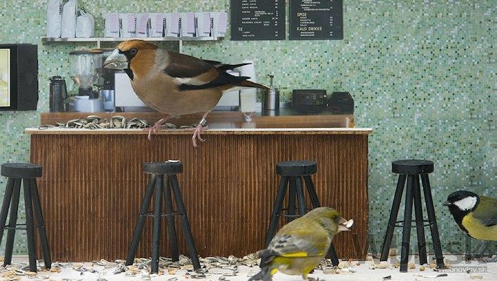 Reality šou nórskej televízie sleduje vtáky v kaviarni
