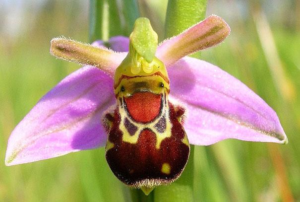 (Ophrys bomybliflora)