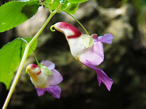 (Impatiens Psittacina)