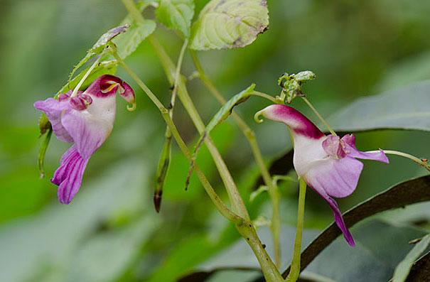 (Impatiens Psittacina)