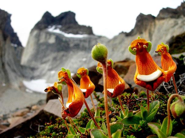 (Calceolaria Uniflora)