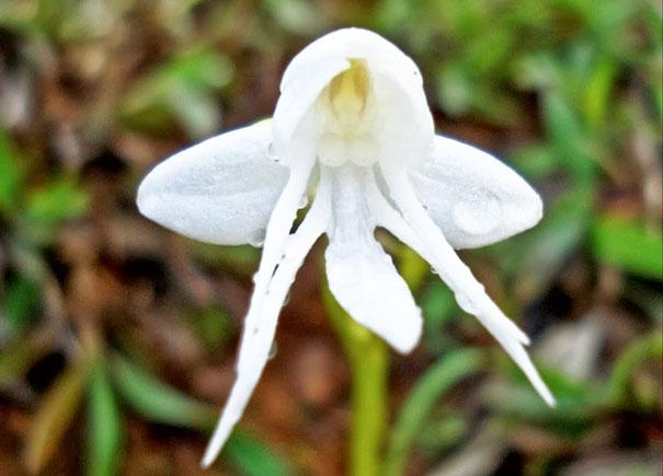 (Habenaria Grandifloriformis)