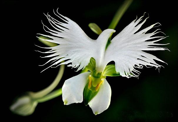 (Habenaria Radiata)