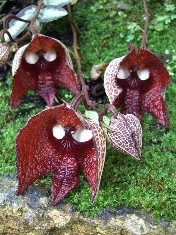 (Aristolochia Salvadorensis)