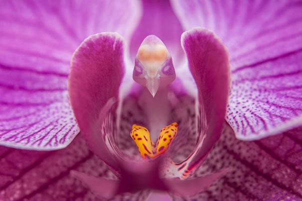 (Phalaenopsis)