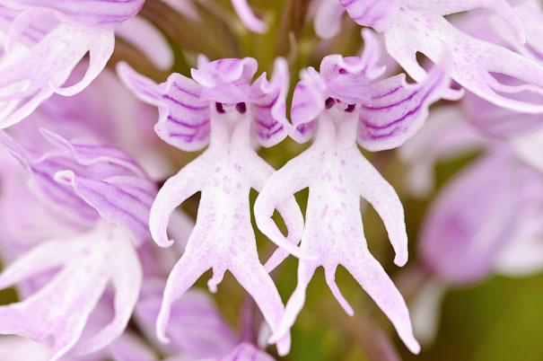 (Orchis Italica)