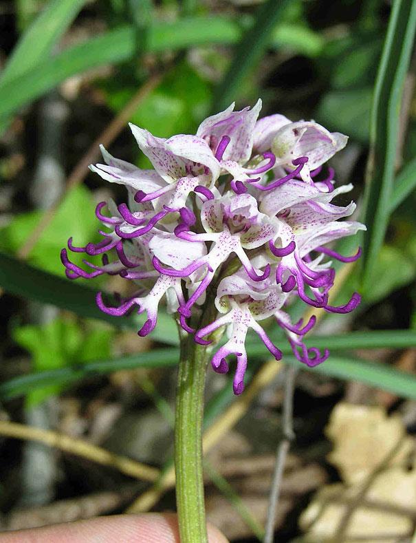 (Orchis Italica)