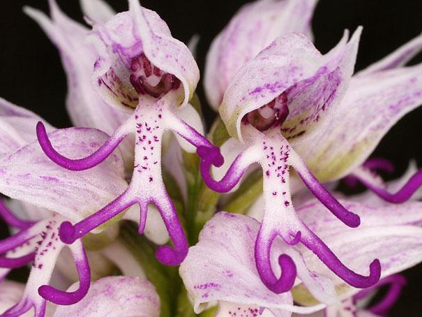 (Orchis Italica)