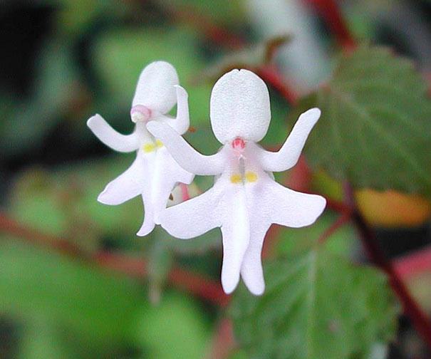 Impatiens Bequaertii