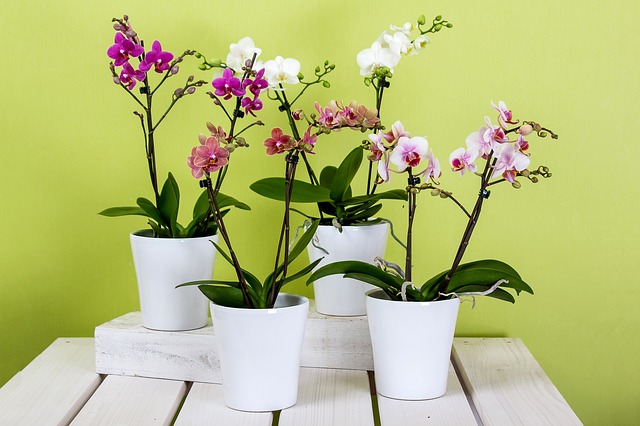 Kam umiestniť orchideu, aby kvitla: Držte sa hneď niekoľkých pravidiel