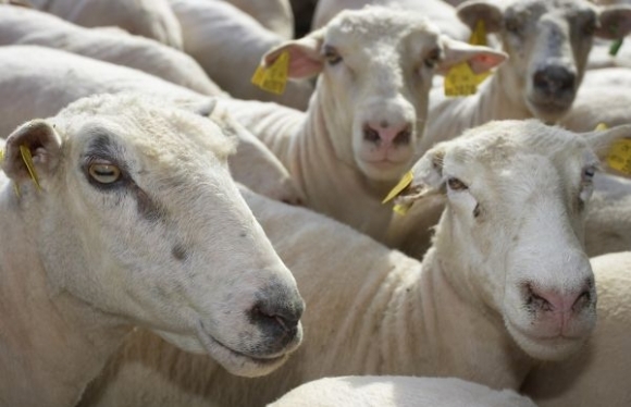 Chov oviec na Slovensku prechádza krízou akou ešte nikdy, ovčiari sa posťažovali ministrovi