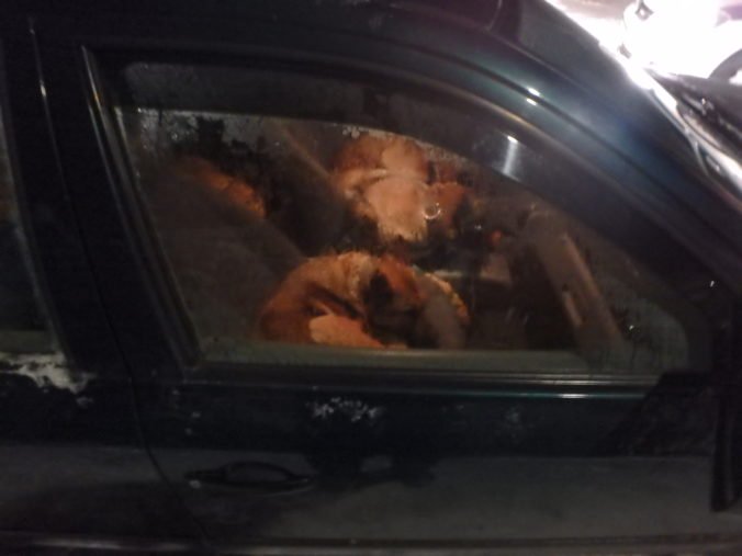 Šofér s autom plným kradnutých psov nafúkal takmer päť promile
