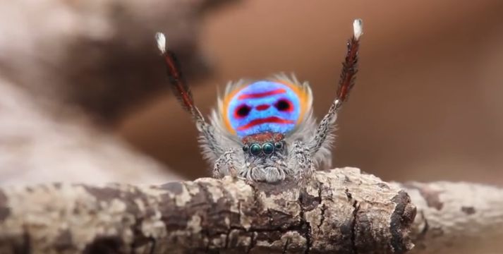 Video: Tancujúce pavúky