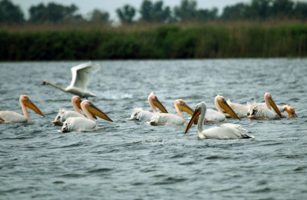 Na Senianskych rybníkoch pozorovali pelikána ružového