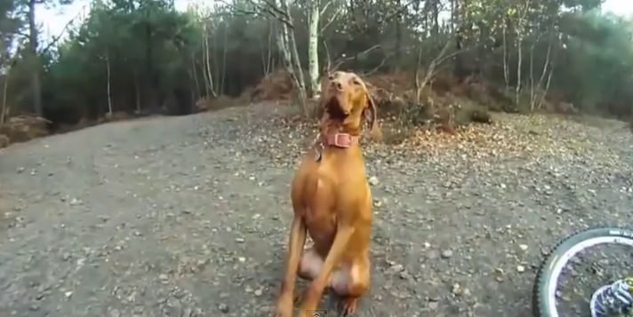 Video: Ako behá váš pes