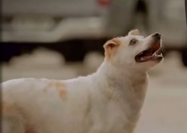 Ako túlavý psík môže zmeniť váš život? Pozrite si nasledujúce video a zistite to!