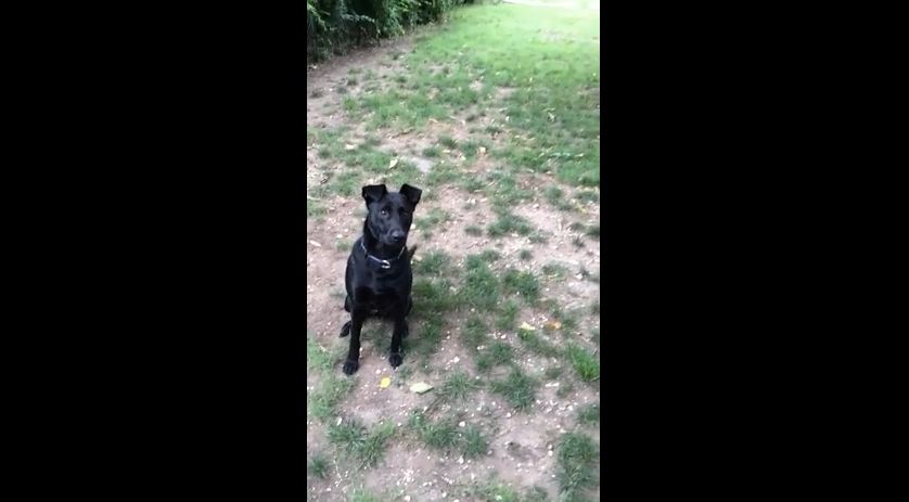 Video: Pes akrobat