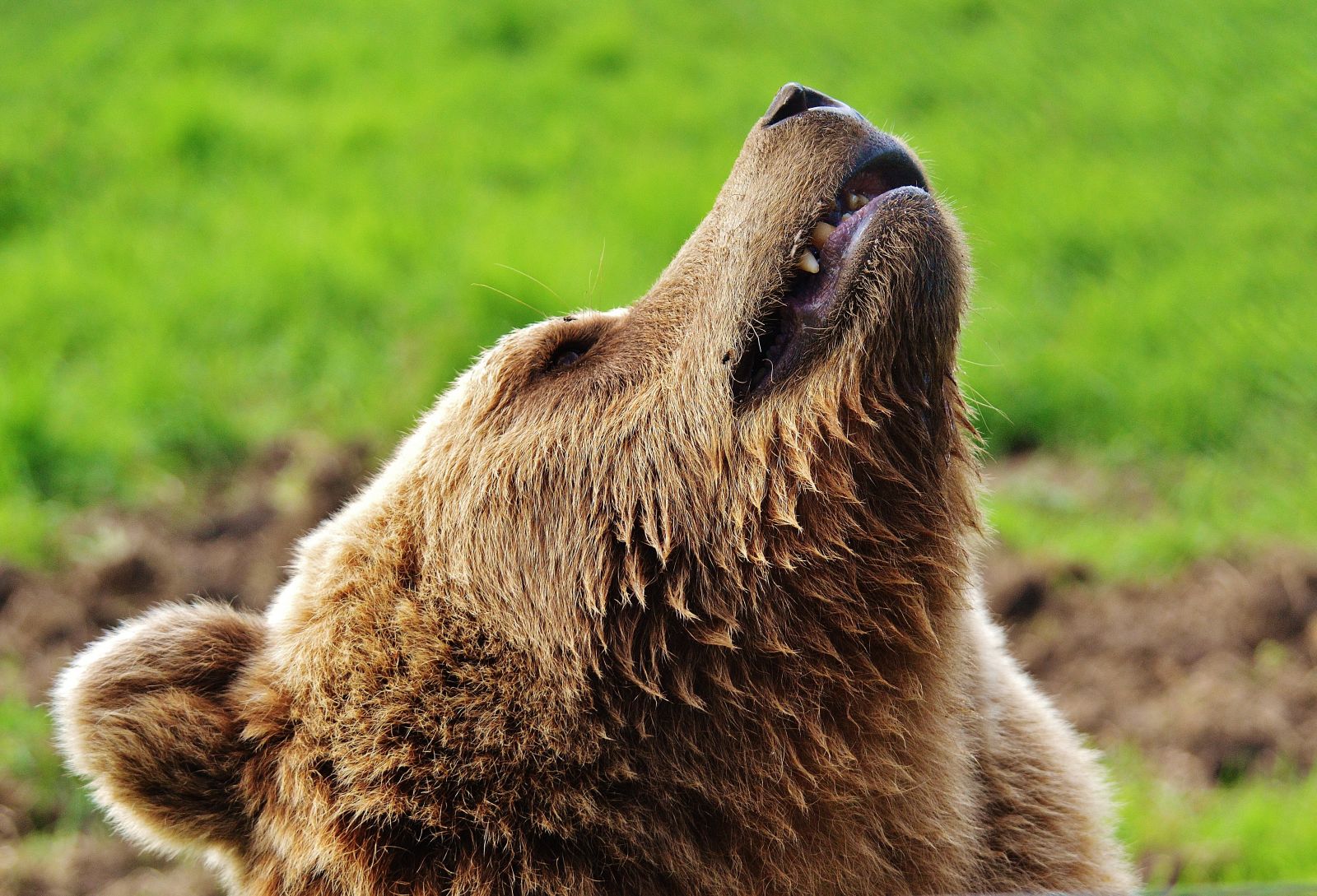 V Japonsku chcú zvyšovať povedomie o medveďoch aj pomocou rokenrolu