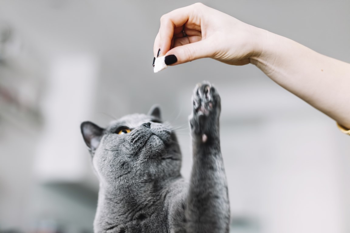 Pochúťky pre vašu mačku: zistite, aké je obľúbené krmivo vášho domáceho maznáčika