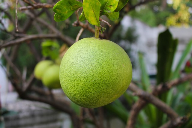 Radíme: Pomelo pomáha pri problémoch s trávením