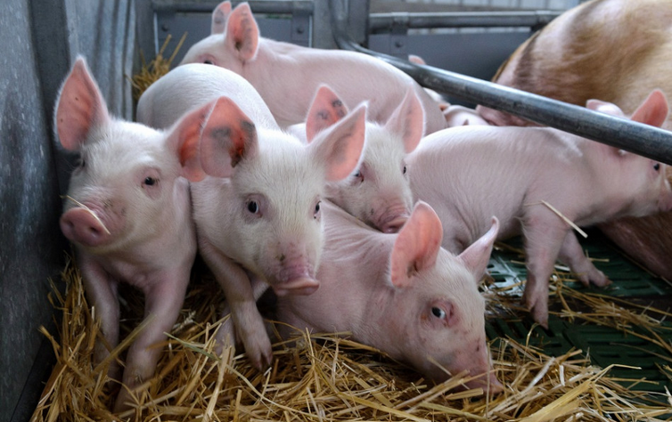 Agrorezort: Na farme v Dolných Semerovciach bol potvrdený mor ošípaných