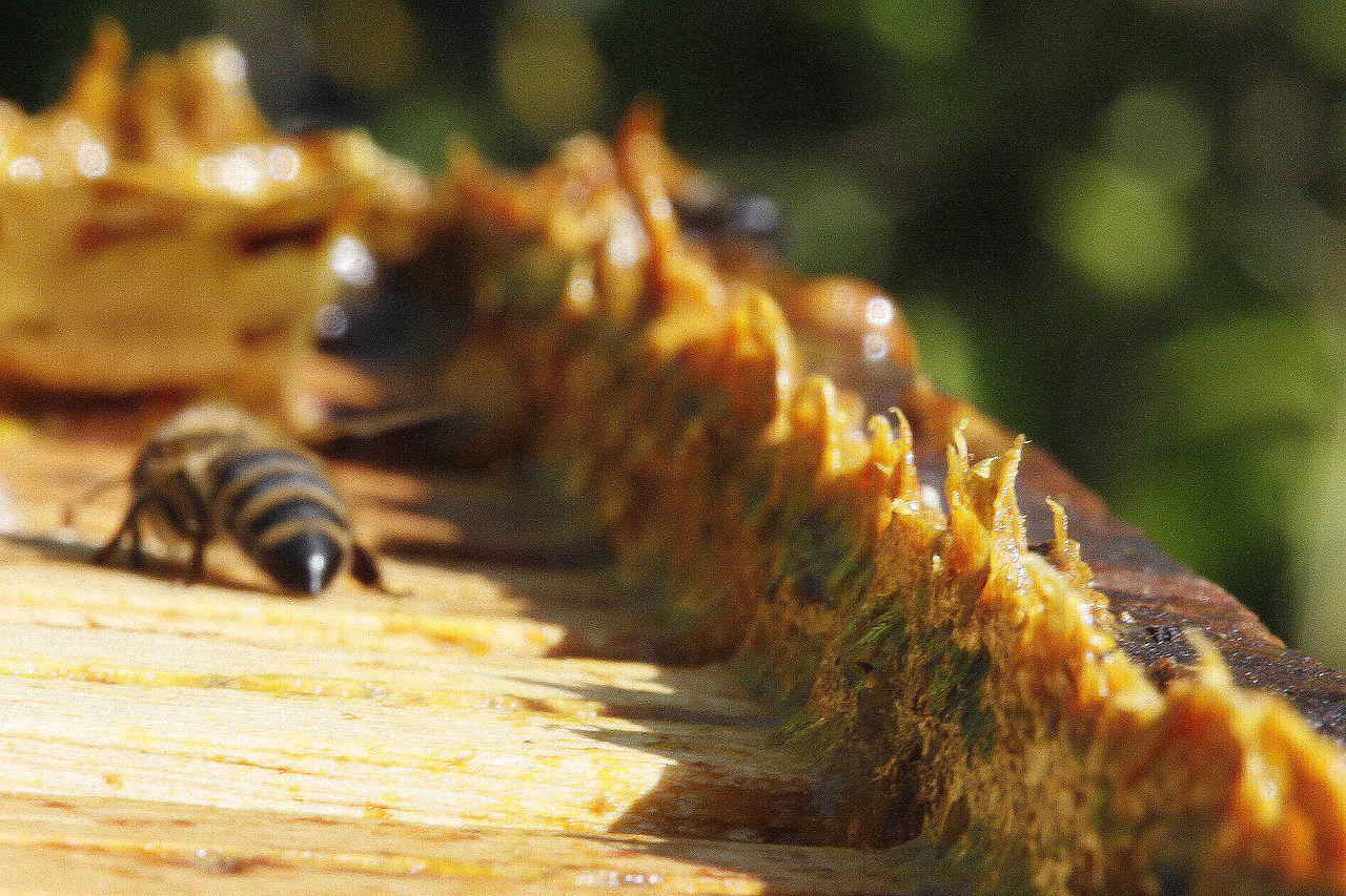 Propolis – včelí zázrak a jeho 12 neuveriteľných účinkov
