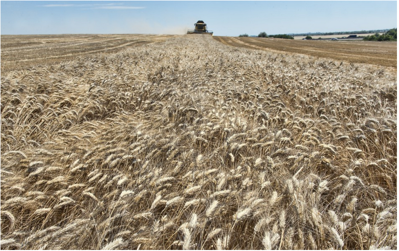 NASA: Rusko zozbieralo približne 5,8 milióna ton ukrajinskej pšenice