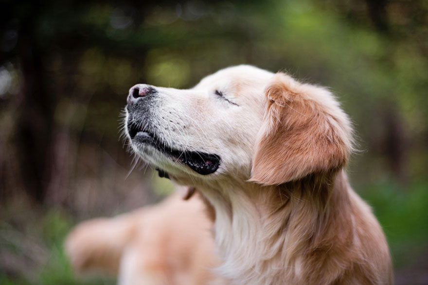 Zlatý retriever terapeut 