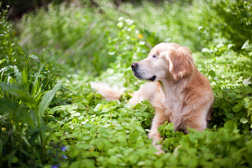 Zlatý retriever terapeut 