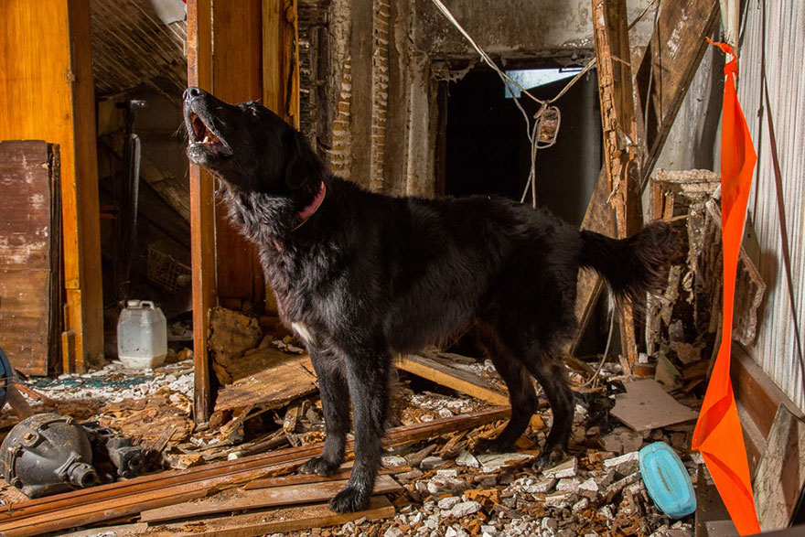 Vyhľadávacie psy po prírodných katastrofách