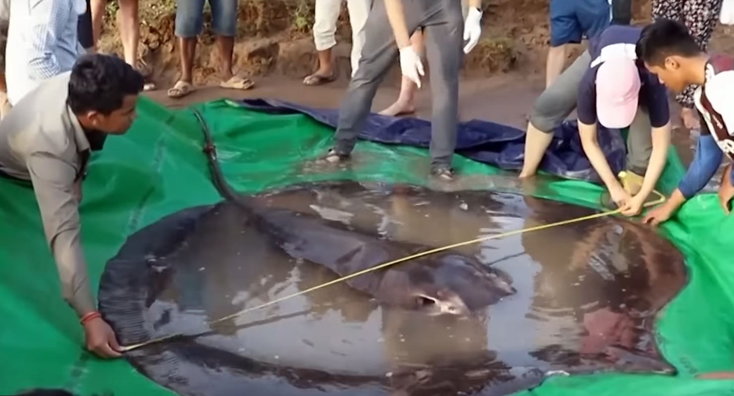 Video: Rybárovi z Kambodže sa v rieke Mekong podarilo uloviť 300-kilogramovú sladkovodnú raju