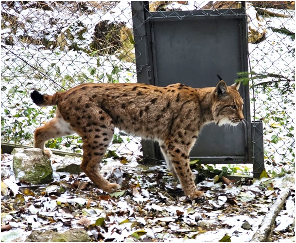 Národná zoo Bojnice získala do chovu samca rysa ostrovida