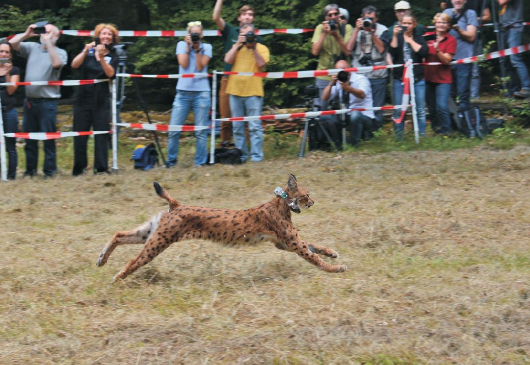 Tri rysy zo Zoo Bojnice vypustené do Falckého lesa v Nemecku