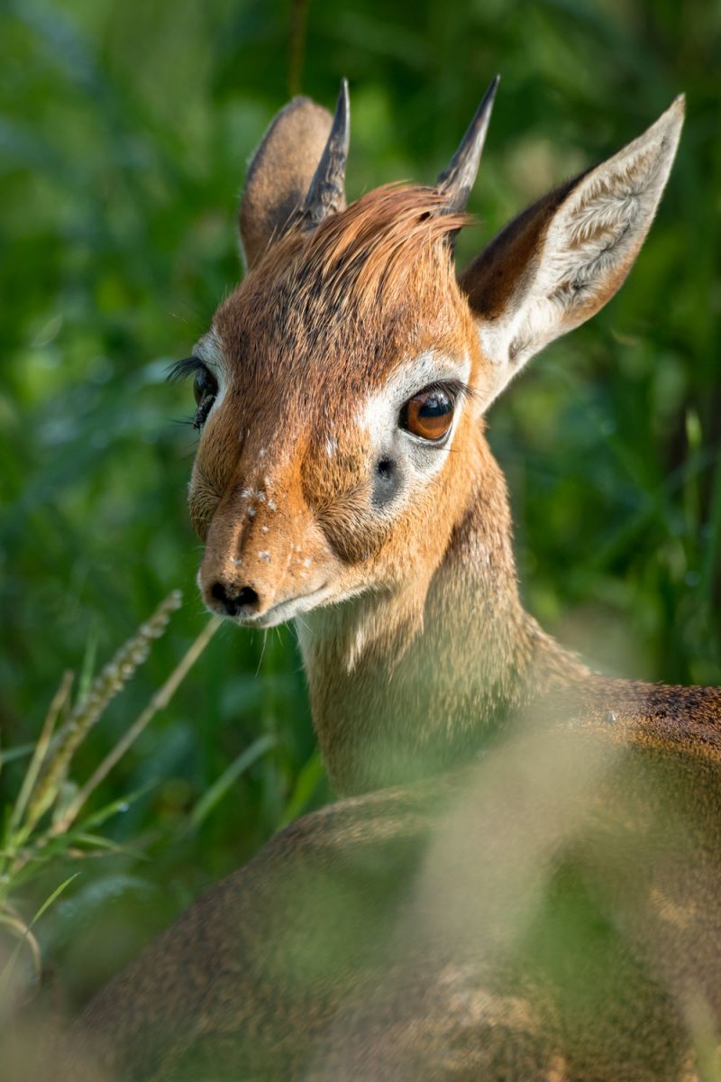 Národná zoo Bojnice sa teší z nového prírastku. Narodil sa samec dikdika Kirkovho