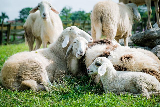 V mnohých regiónoch prestávajú už chovatelia pre sucho pásť ovce