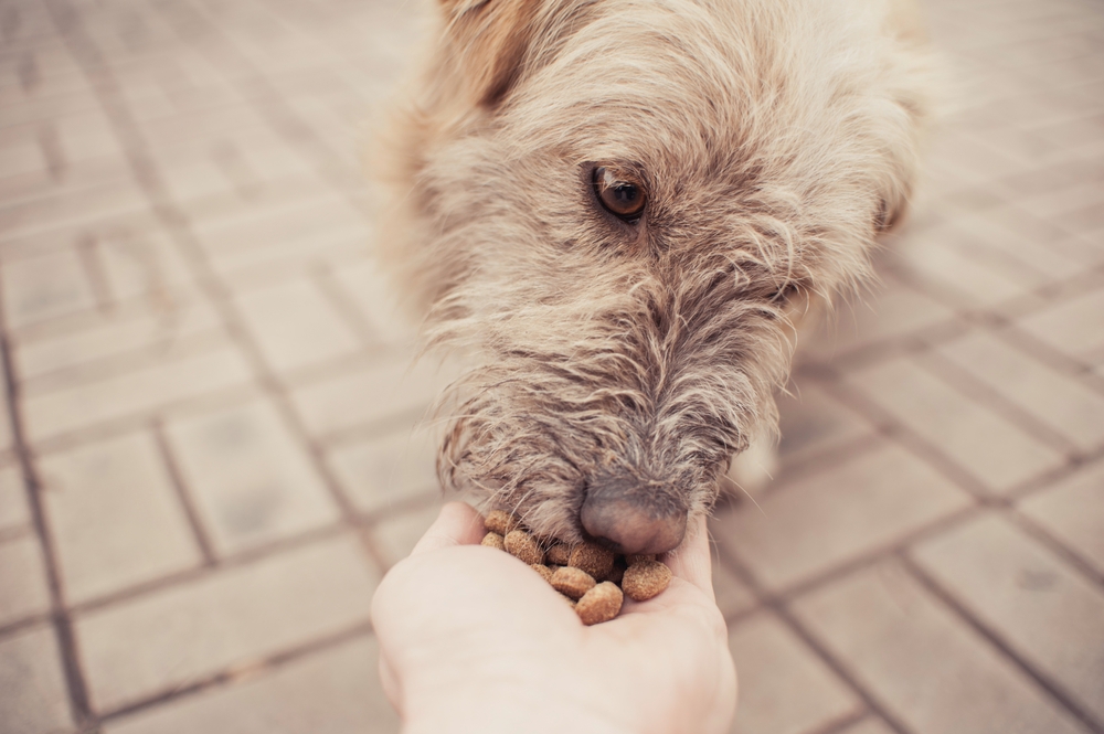 Kvalitné krmivo pre psov obsahuje minimum zložiek